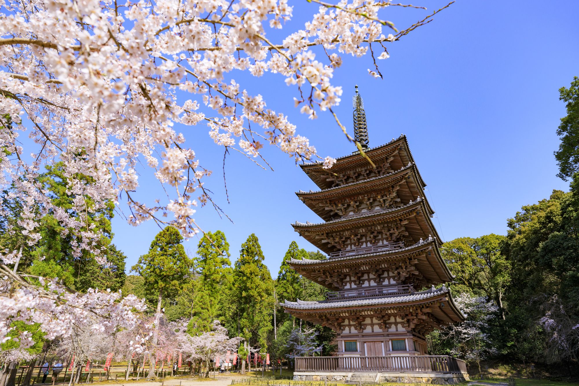 北条時政が保険をかけた？ 政子の妹と結婚した頼朝の異母弟