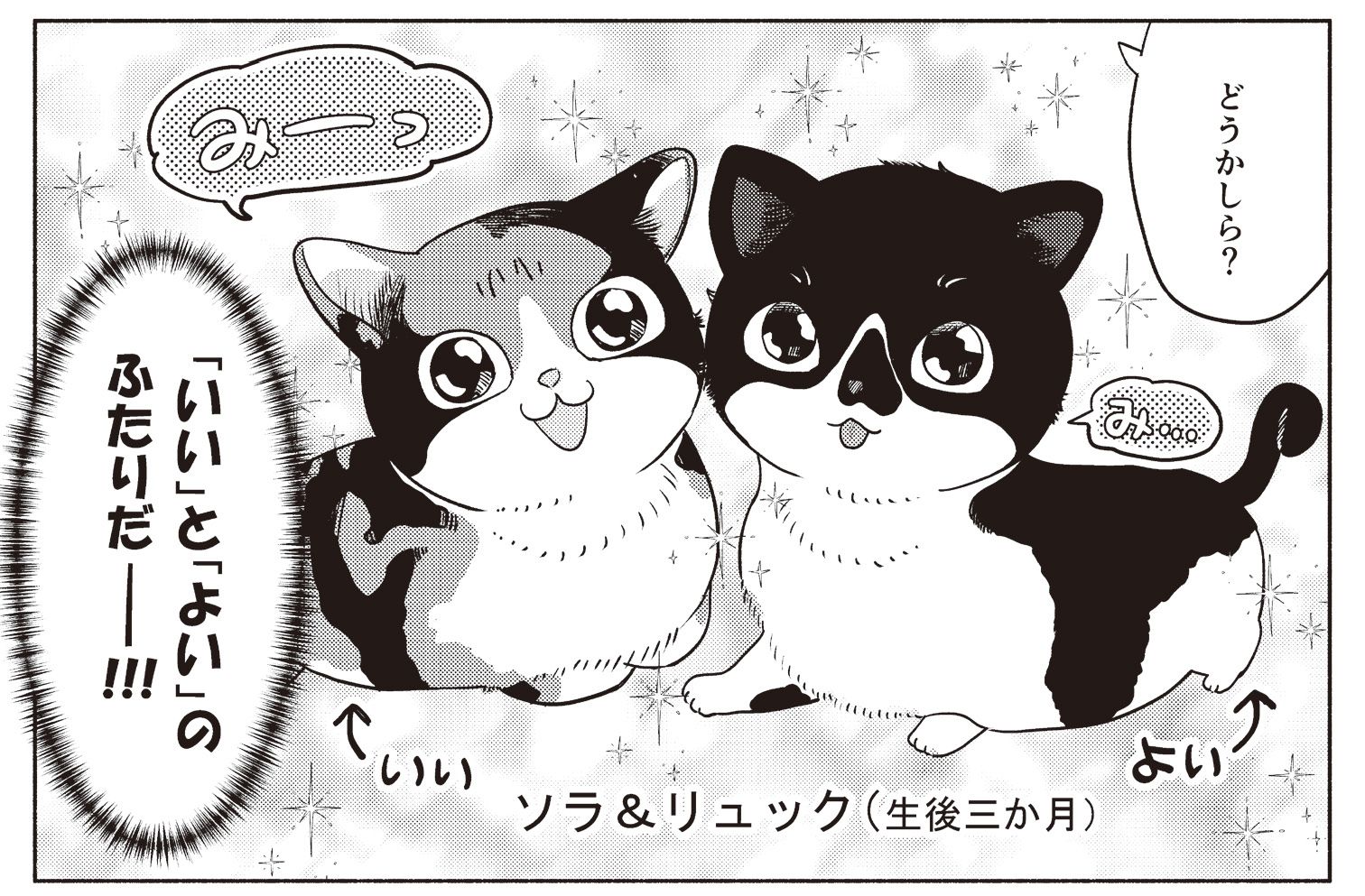 猫マスターと猫好き漫画家が対談。猫が快適に暮らせるように心がけていること