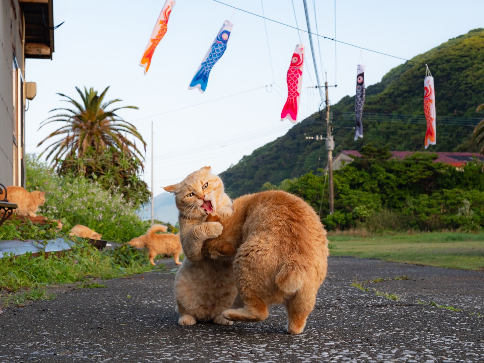 「王様のブランチ」で特集された愛猫家夫婦が７年間撮り続けた『島にゃんこ』