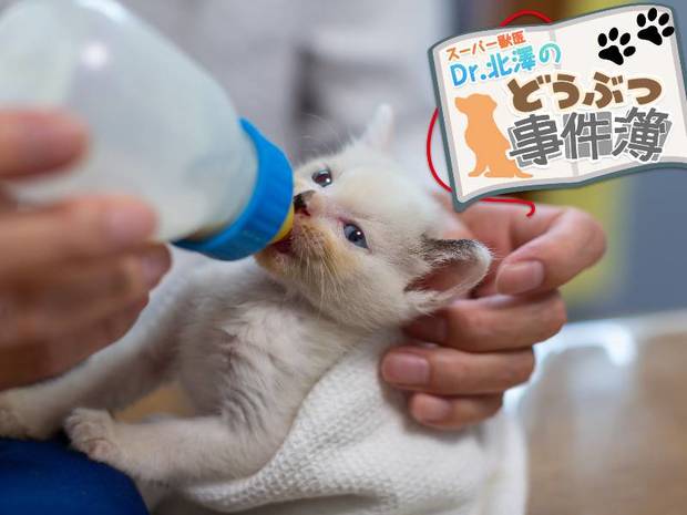 スーパー獣医 Dr.北澤のどうぶつ事件簿 第3回 拾った赤ちゃんネコとの30日。動物のお医者さんの授乳日記
