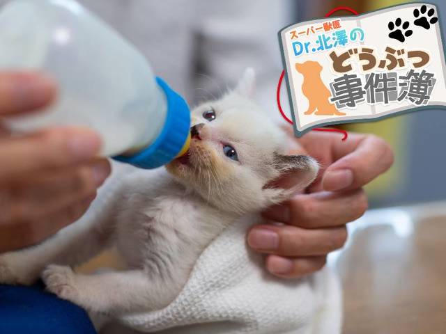拾った赤ちゃんネコとの30日。動物のお医者さんの授乳日記 | スーパー獣医 Dr.北澤のどうぶつ事件簿 | WANI BOOKS NewsCrunch（ニュースクランチ）