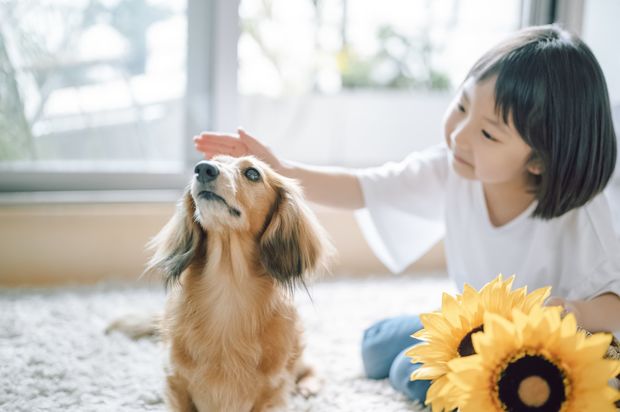 我慢をさせることが愛犬をストレスから解放させる