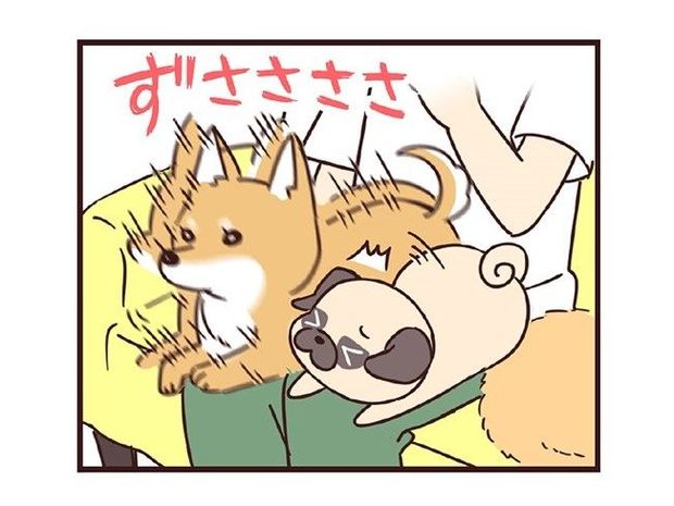 ラルとアキ ドMパグと女王柴犬の愉快な主従関係 第1話