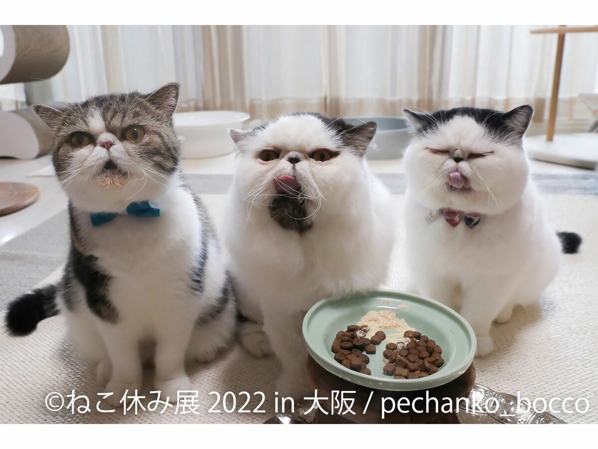 大阪で開催中の『ねこ休み展』に参加中！ 3匹のエキゾチックショート
