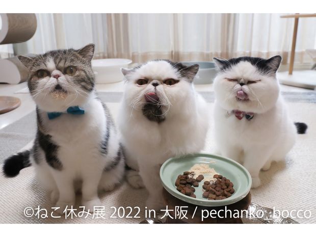 大阪で開催中の『ねこ休み展』に参加中! 3匹のエキゾチックショートヘアに注目!!