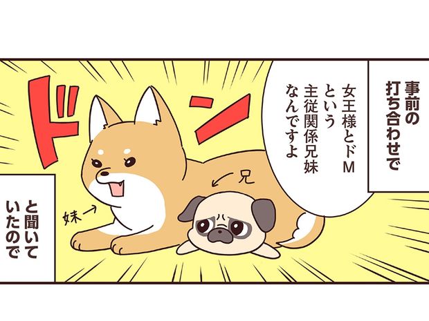 ラルとアキ ドMパグと女王柴犬の愉快な主従関係 第48話