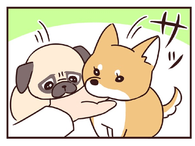ラルとアキ ドMパグと女王柴犬の愉快な主従関係 第3話