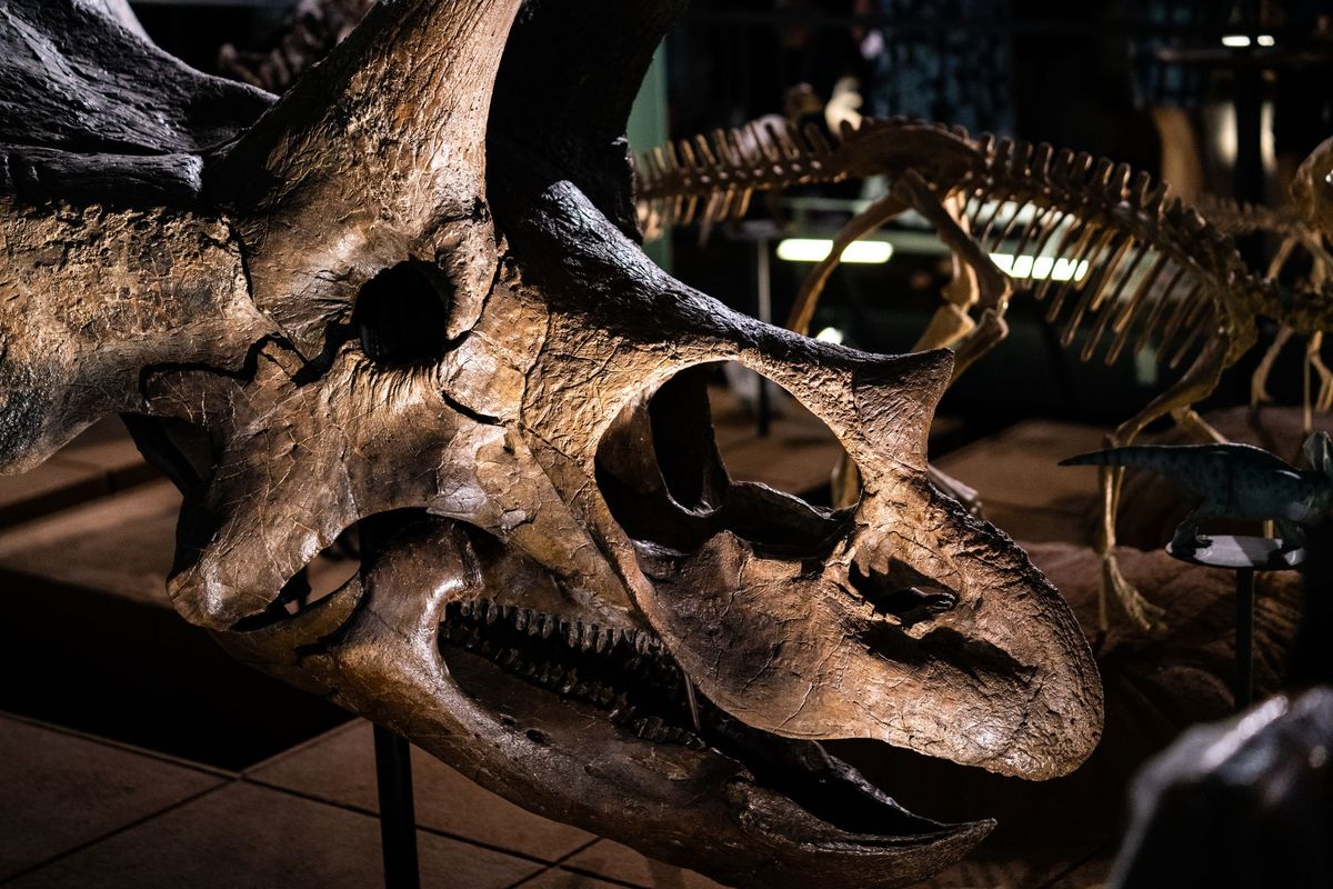 恐竜の骨だけじゃない そもそも 化石 って何を指すの Wani Books Newscrunch ニュースクランチ