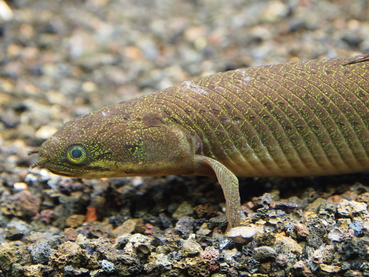 魚を陸上で育てたら歩くようになるのか に分子古生物学者が答える Wani Books Newscrunch ニュースクランチ