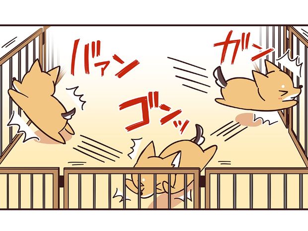 ラルとアキ ドMパグと女王柴犬の愉快な主従関係 第40話
