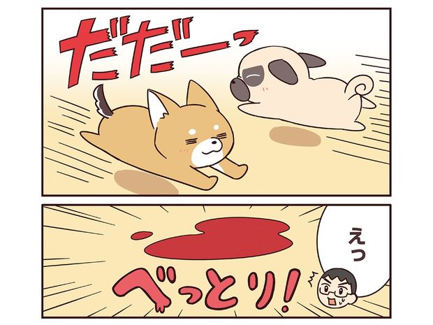 ラルとアキ ドMパグと女王柴犬の愉快な主従関係 第45話