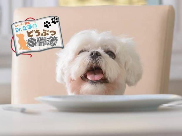 スーパー獣医 Dr.北澤のどうぶつ事件簿 第7回 ペットが肥満で立てなくなる…。その食事、本当に大丈夫ですか?