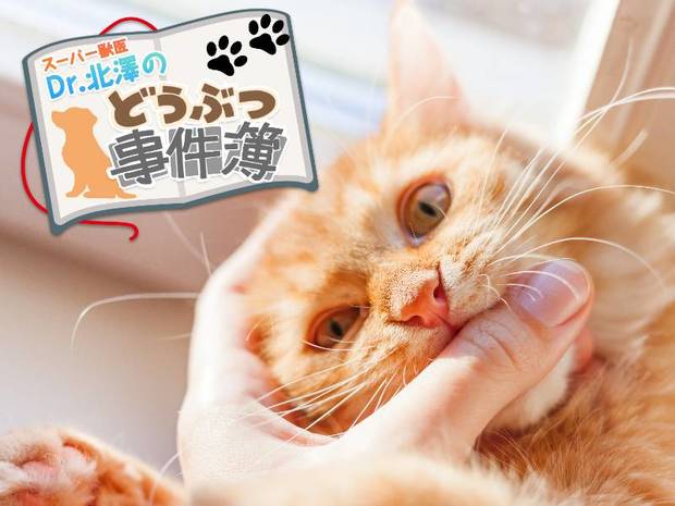 スーパー獣医 Dr.北澤のどうぶつ事件簿 第4回 30年噛まれ続けた獣医が教える「動物が噛んでくる」ワケ