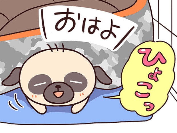 ラルとアキ ドMパグと女王柴犬の愉快な主従関係 第12話