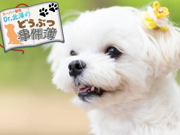 スーパー獣医 Dr.北澤のどうぶつ事件簿 第11回 “幸せ”ってなんだろう? 甘えん坊マルチーズとおばあちゃんの話