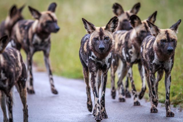 犬の常識 がひっくり返った 科学的研究が明らかにした意外な真実 ニフティニュース