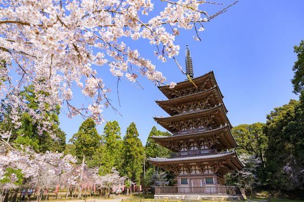 北条時政が保険をかけた? 政子の妹と結婚した頼朝の異母弟