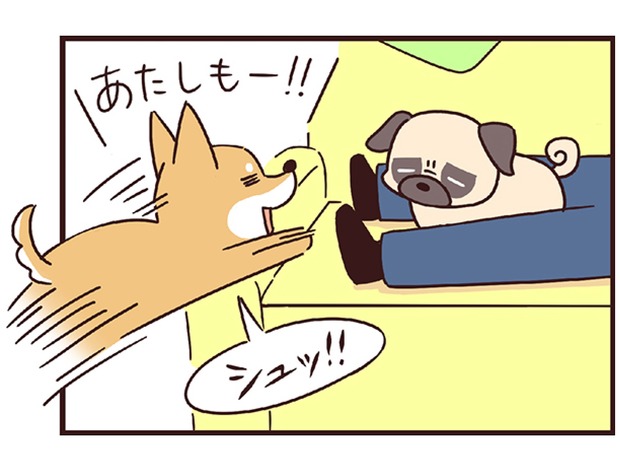 ラルとアキ ドMパグと女王柴犬の愉快な主従関係 第8話