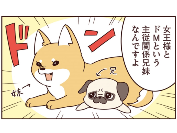 ラルとアキ ドMパグと女王柴犬の愉快な主従関係 第0話(紹介編)