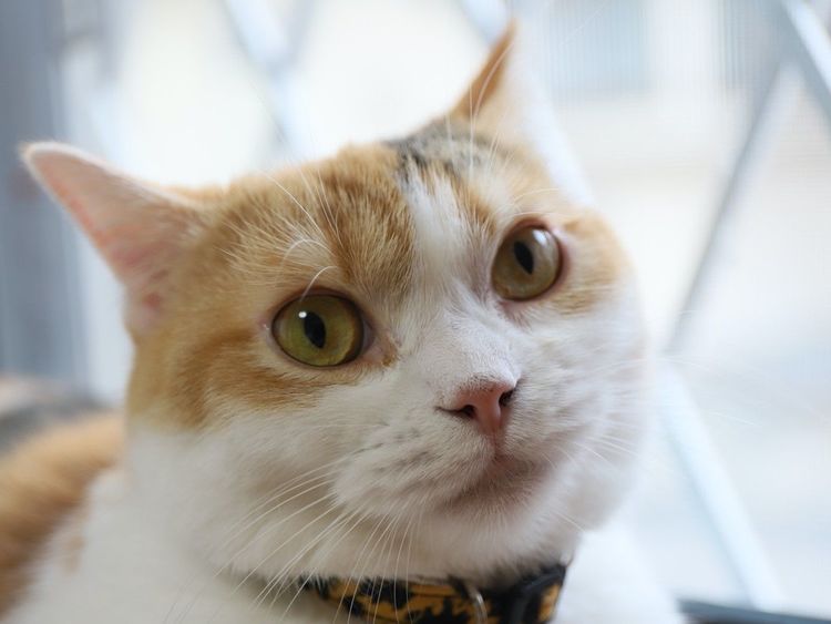 ニャー」と「ニャッ」ネコの気持ちの違い分かりますか？｜ニフティニュース