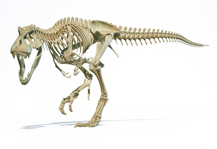 骨から推測 ティラノサウルスは１年で700kgもデカくなっていた Wani Books Newscrunch ニュースクランチ