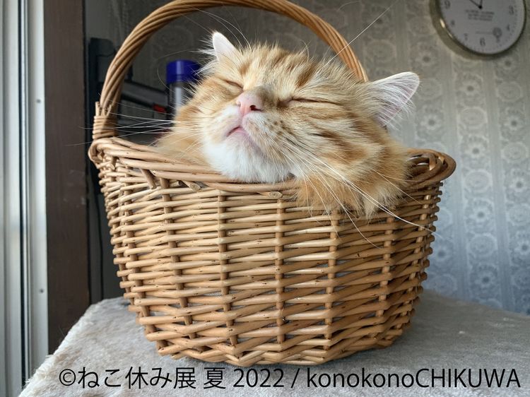 ねこ休み展 にも参加中 猫の ちくわちゃん の飼い主さんに話を聞いてみた Wani Books Newscrunch ニュースクランチ