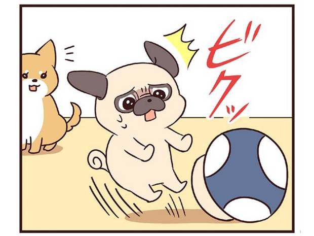 ラルとアキ ドMパグと女王柴犬の愉快な主従関係 第4話