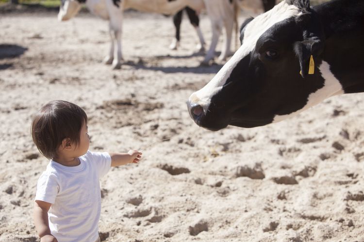 牛が草しか食べないのに数百キロに成長する秘密は微生物にあった スーパー獣医 Dr 北澤のどうぶつ事件簿 Wani Books Newscrunch ニュースクランチ 牛が草しか食べないのに数百キロに成長する秘密は微生物にあった スーパー獣医 Dr 北澤のどうぶつ事件簿 Wani Books Newscrunch ニュースクランチ