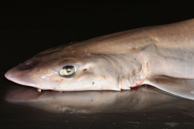 オコゼは見た目で損してる 美味な肝をもつコワモテ魚たち Wani Books Newscrunch ニュースクランチ