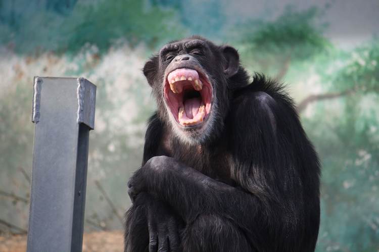 育児放棄されたチンパンジーが命と引き換えに教えてくれたこと スーパー獣医 Dr 北澤のどうぶつ事件簿 Wani Books Newscrunch ニュースクランチ