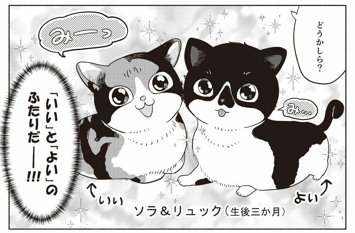 猫マスターと猫好き漫画家が対談。猫が快適に暮らせるように
