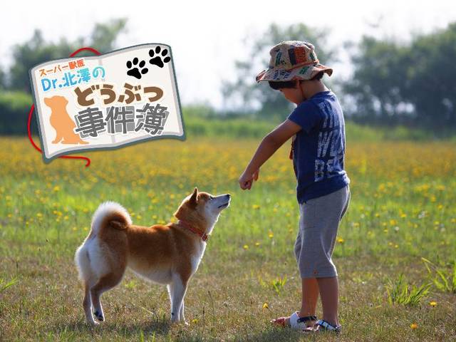 歩けなくなっても登校を見守り続けた柴犬と小学生の絆物語 | スーパー獣医 Dr.北澤のどうぶつ事件簿 | WANI BOOKS NewsCrunch（ニュースクランチ）