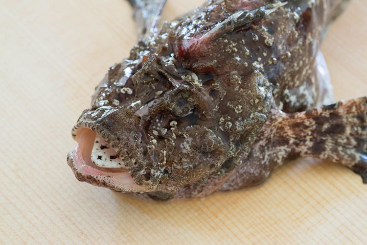 オコゼは見た目で損してる 美味な肝をもつコワモテ魚たち ガジェット通信 Getnews