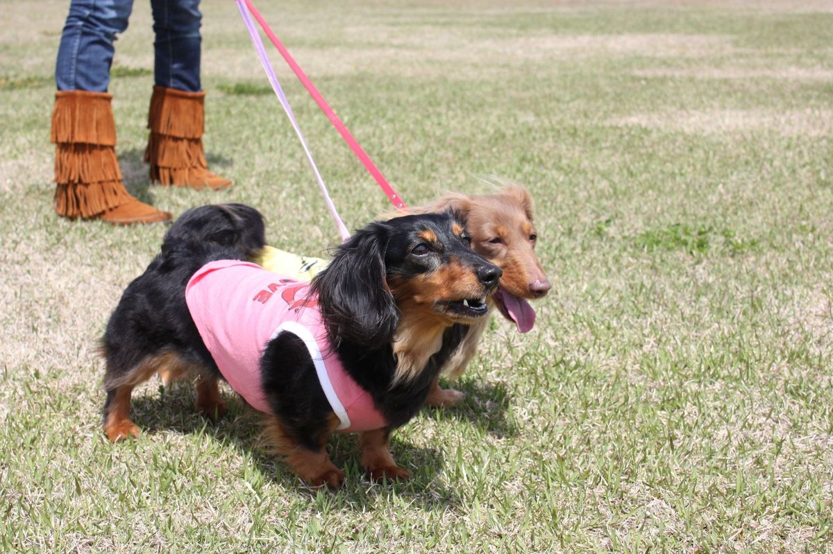 散歩中に吠えるのはやめて 愛犬の お困り行動 対処法 2 2 Wani Books Newscrunch ニュースクランチ