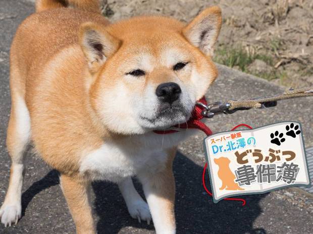 スーパー獣医 Dr.北澤のどうぶつ事件簿 第2回 犬に散歩は必要ない!?「良かれと思って…」が犬に与えるストレス新常識