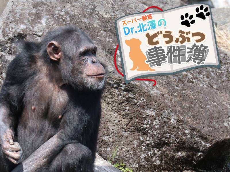 育児放棄されたチンパンジーが命と引き換えに教えてくれたこと 育児放棄されたチンパンジーが命と引き換えに教えてくれたこと