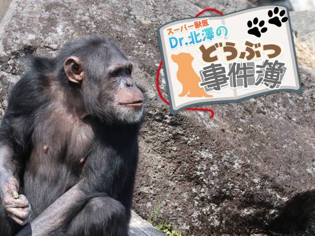 スーパー獣医 Dr.北澤のどうぶつ事件簿 第12回 育児放棄されたチンパンジーが命と引き換えに教えてくれたこと
