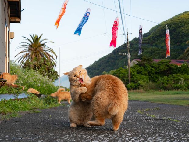 「王様のブランチ」で特集された愛猫家夫婦が7年間撮り続けた『島にゃんこ』