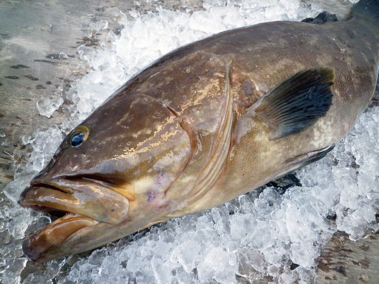 ホコホコジュルジュルペナペナ うまみが混乱する高級魚 クエ の魅力 Wani Books Newscrunch ニュースクランチ
