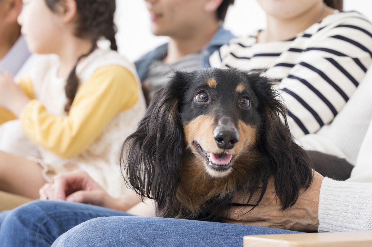 犬の常識 がひっくり返った 科学的研究が明らかにした意外な真実 Wani Books Newscrunch ニュースクランチ