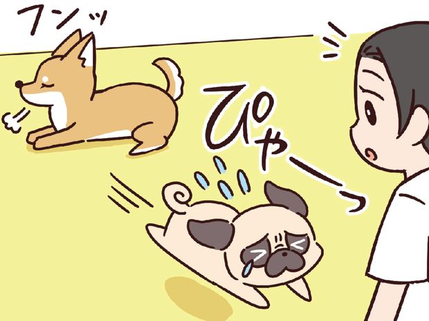 ラルとアキ ドMパグと女王柴犬の愉快な主従関係 第6話
