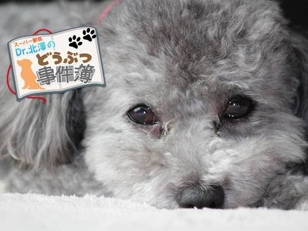 スーパー獣医 Dr.北澤のどうぶつ事件簿 第6回 あなたはペットからのSOSを見逃してるかも? 手遅れになる前に知ってほしいこと