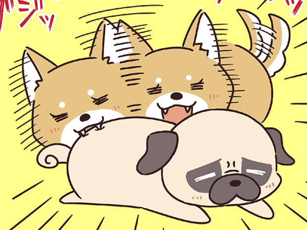 ラルとアキ ドMパグと女王柴犬の愉快な主従関係 第15話