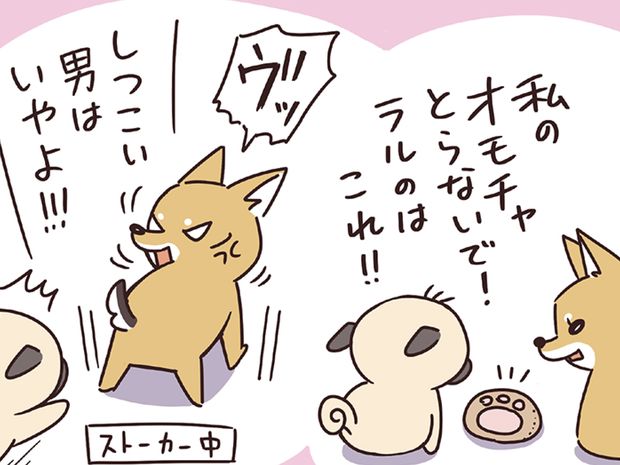ラルとアキ ドMパグと女王柴犬の愉快な主従関係 第27話