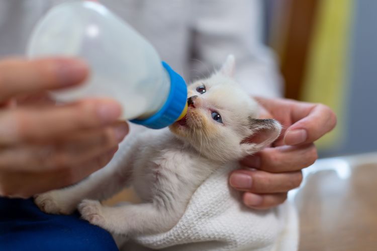 拾った赤ちゃんネコとの30日 動物のお医者さんの授乳日記 ニフティニュース