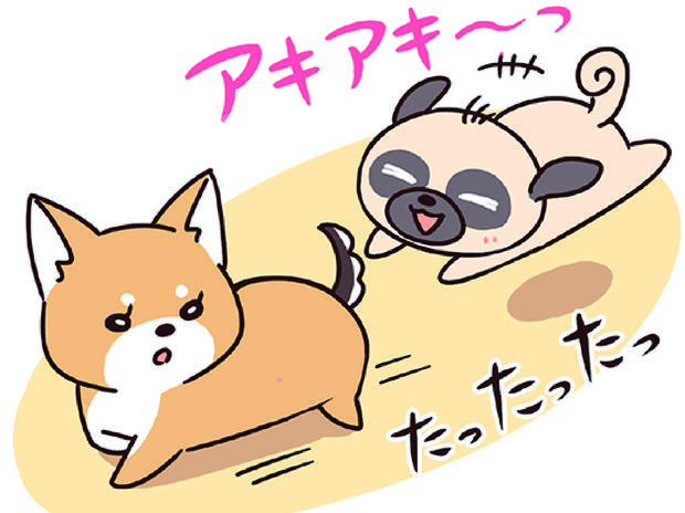 ラルとアキ ドMパグと女王柴犬の愉快な主従関係 第26話