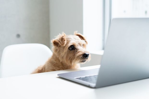 これもマジ論!?「犬種からすると、テリアは穴掘りが得意な…ハズ」
