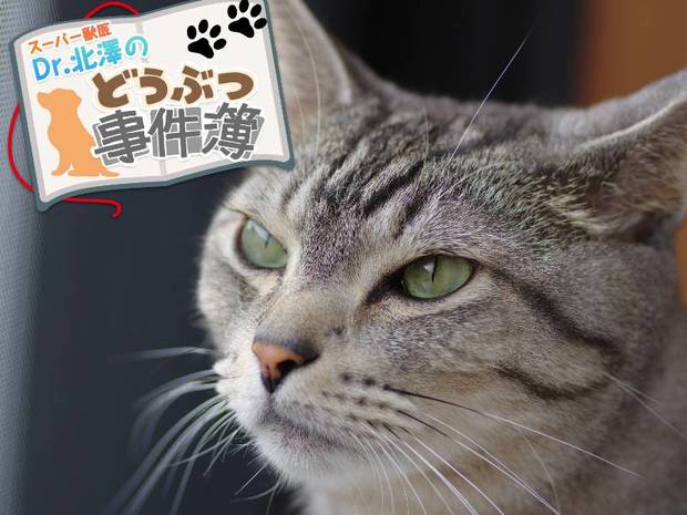 スーパー獣医 Dr.北澤のどうぶつ事件簿 第10回 “第三の目“がある? 摩訶不思議な機能を持つ動物の神秘