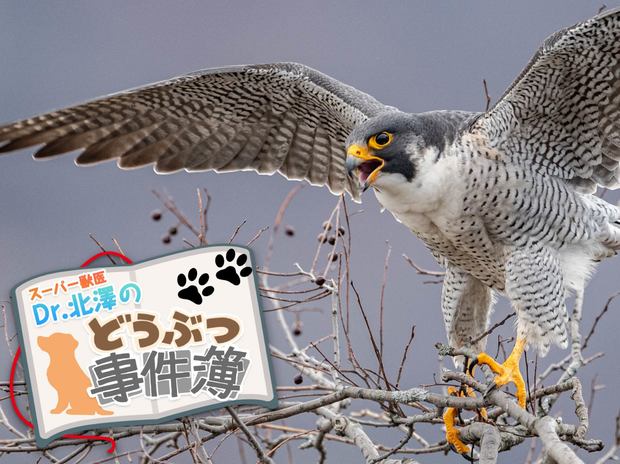スーパー獣医 Dr.北澤のどうぶつ事件簿 第1回 大都会・新宿に異変! 高層ビル群を飛びまわる怪鳥の正体とは?