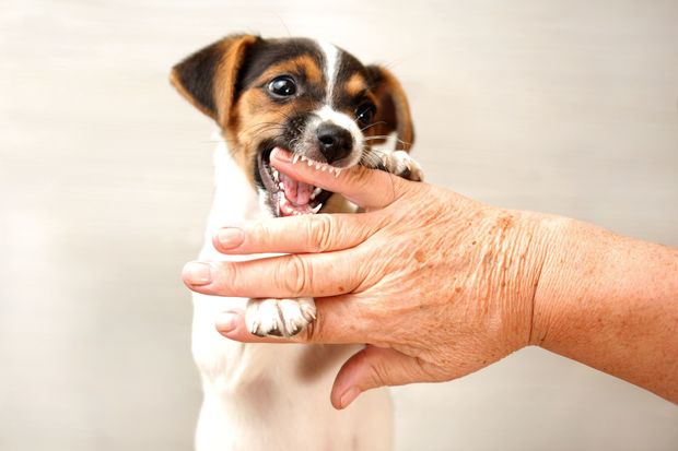 「犬は家族に順位をつける」は迷信だった